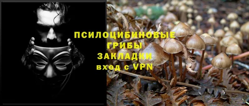 Галлюциногенные грибы Cubensis  Енисейск 